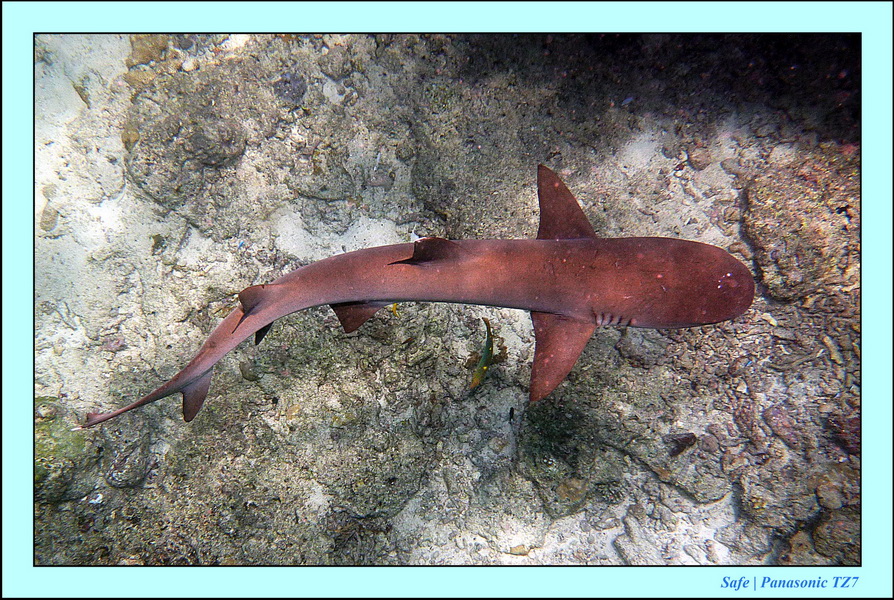 2011 - 08 - Borneo - Sipadan 084